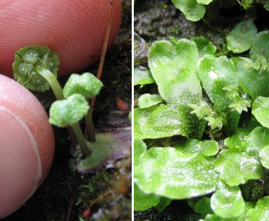 Asterella tenella