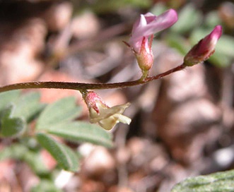 Astragalus acutirostris