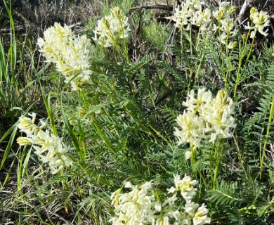 Astragalus adanus