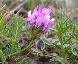 Astragalus agrestis