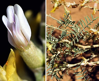 Astragalus albulus