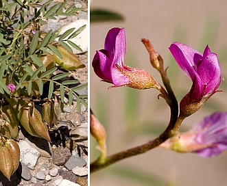 Astragalus allochrous