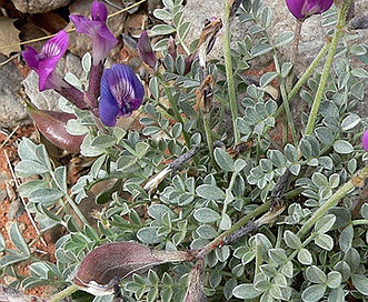 Astragalus amphioxys