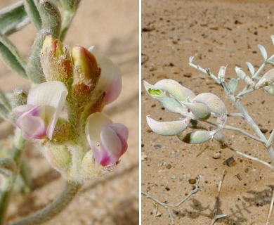 Astragalus aridus