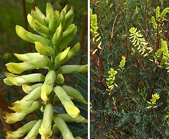 Astragalus asymmetricus