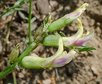 Astragalus bicristatus