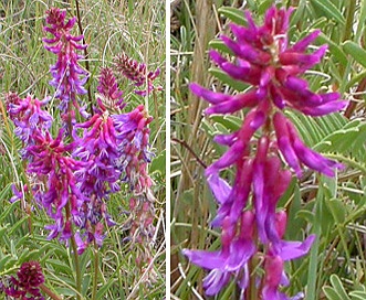 Astragalus bisulcatus