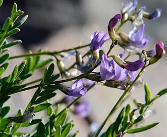 Astragalus bourgovii