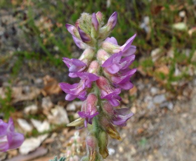 Astragalus brauntonii