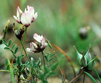 Astragalus breweri