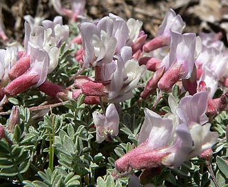 Astragalus calycosus