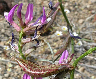 Astragalus casei