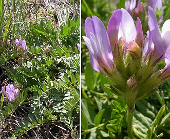 Astragalus cibarius