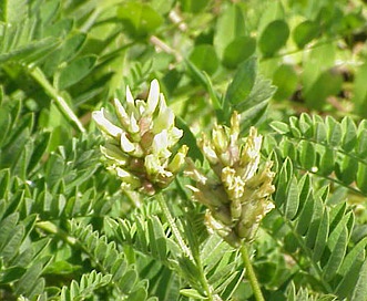 Astragalus cicer