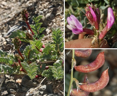 Astragalus cimae