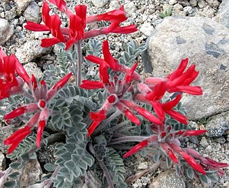 Astragalus coccineus