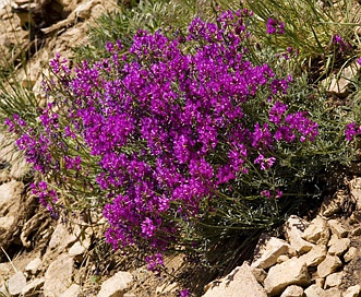 Astragalus coltonii