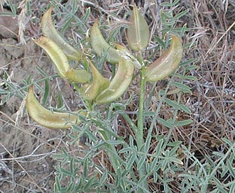 Astragalus columbianus