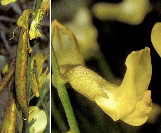 Astragalus convallarius