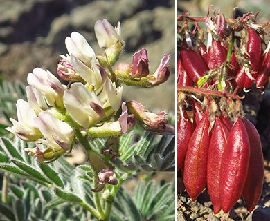 Astragalus cottonii