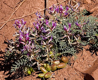 Astragalus crassicarpus