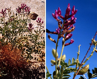 Astragalus crotalariae