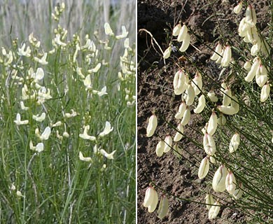 Astragalus cusickii