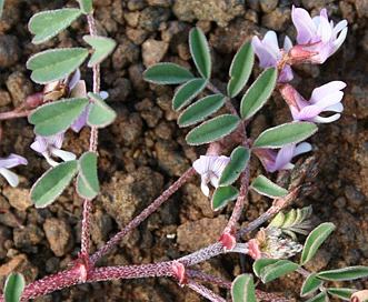 Astragalus diaphanus