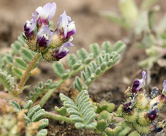 Astragalus didymocarpus