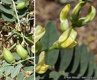 Astragalus douglasii