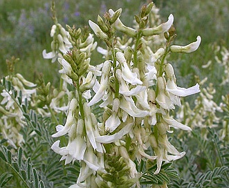 Astragalus drummondii