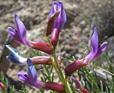 Astragalus eastwoodiae