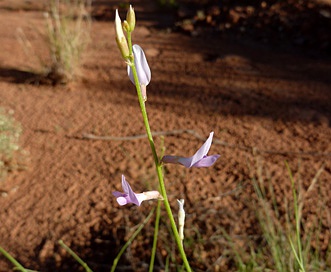 Astragalus episcopus