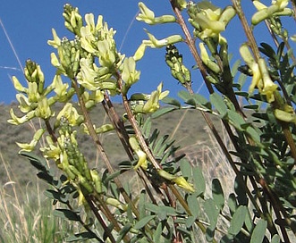 Astragalus eremiticus