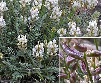 Astragalus flavus