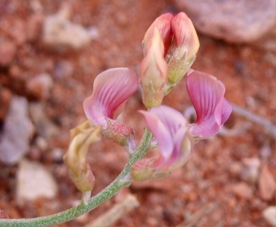 Astragalus fucatus