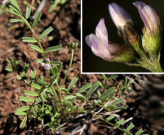 Astragalus gambelianus