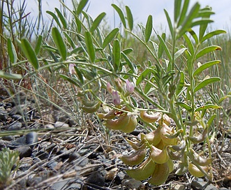 Astragalus geyeri