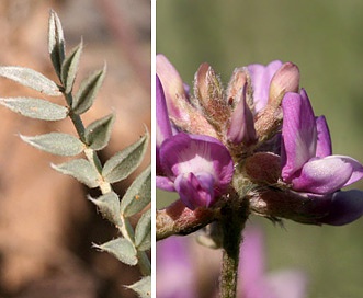 Astragalus gilensis