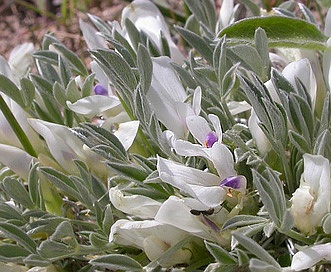 Astragalus gilviflorus