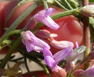 Astragalus gracilis