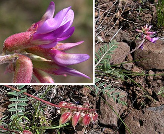 Astragalus hallii