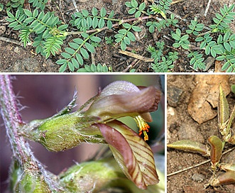 Astragalus humistratus