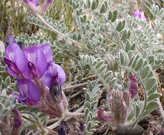 Astragalus inflexus