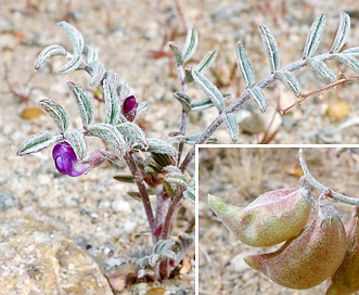 Astragalus insularis