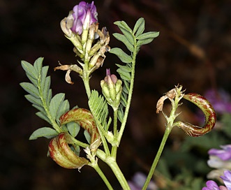 Astragalus iodanthus