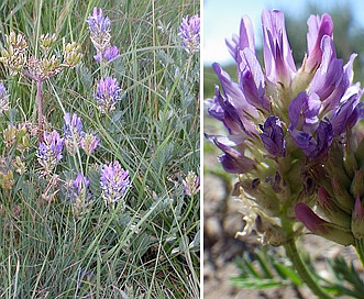 Astragalus laxmannii