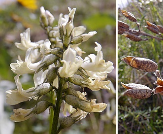 Astragalus leibergii