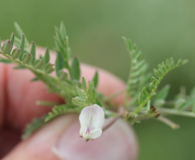 Astragalus leptaleus