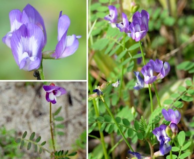 Astragalus leptocarpus